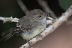 Myiarchus magnirostris