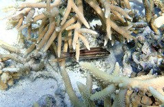 Cheilodipterus isostigma