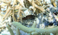 Cheilodipterus isostigma