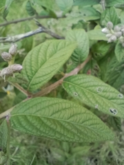Lepidaploa danielis
