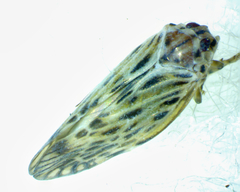 Cedusa maculata