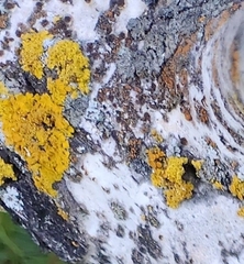 Xanthoria parietina