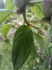 Lepidaploa danielis