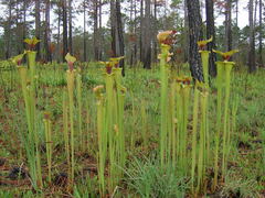Sarracenia flava