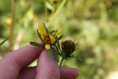 Bidens amplissima