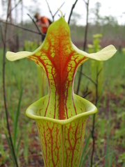 Sarracenia flava