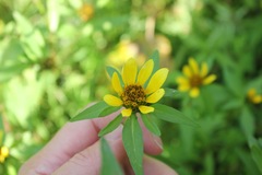 Bidens amplissima