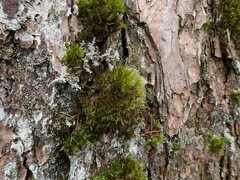 Dicranum fuscescens