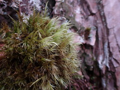 Dicranum fuscescens