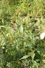 Bidens amplissima