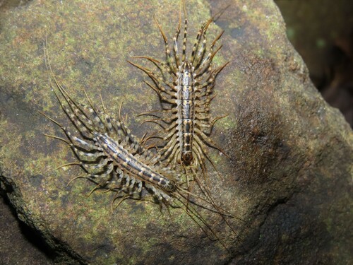 Japanese House Centipede photo 3