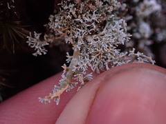 Sphaerophorus tuckermanii