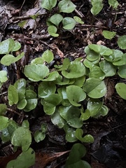 Dichondra carolinensis
