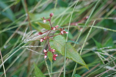 Persicaria arifolia