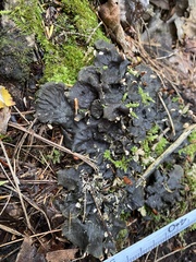 Peltigera elisabethae