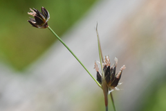 Juncus