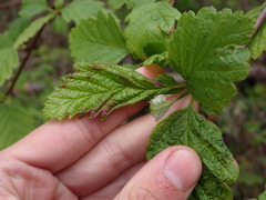Colomerus holodisci