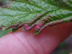 Colomerus holodisci