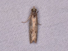 Bactra