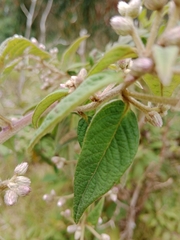 Lepidaploa danielis