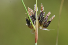 Juncus
