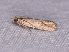 Bactra