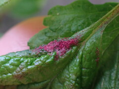 Colomerus holodisci