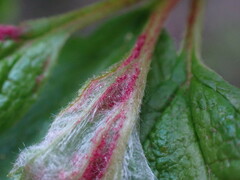 Colomerus holodisci