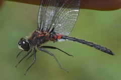Leucorrhinia proxima