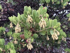 Arctostaphylos confertiflora