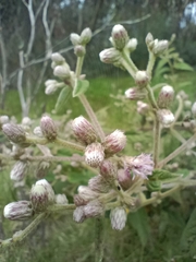 Lepidaploa danielis