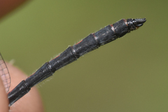 Leucorrhinia proxima