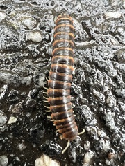 Boraria deturkiana