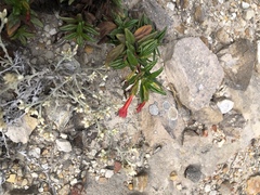 Diplacus parviflorus