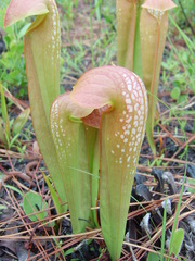 Sarracenia minor