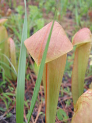 Sarracenia minor