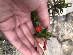 Diplacus parviflorus