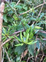 Pereskia aculeata
