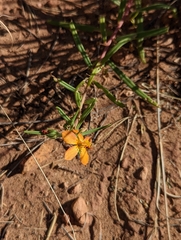 Talinum aurantiacum