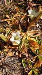 Gentiana newberryi tiogana