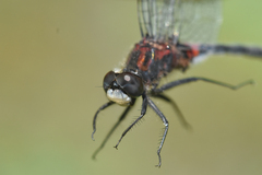 Leucorrhinia proxima