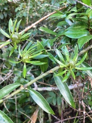 Pereskia aculeata