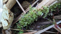 Rhynchostegium serrulatum