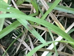 Pseudopachybrachius basalis