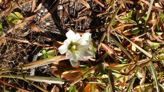 Gentiana newberryi tiogana