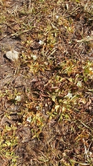 Gentiana newberryi tiogana