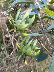 Pereskia aculeata