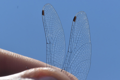 Leucorrhinia proxima