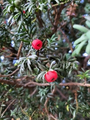 Taxus