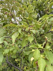 Prunus domestica